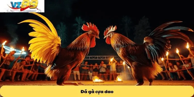 Đá gà cựa dao