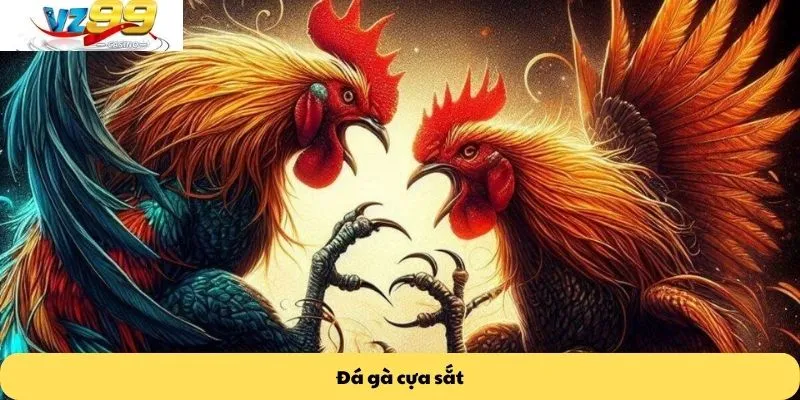 Đá gà cựa sắt