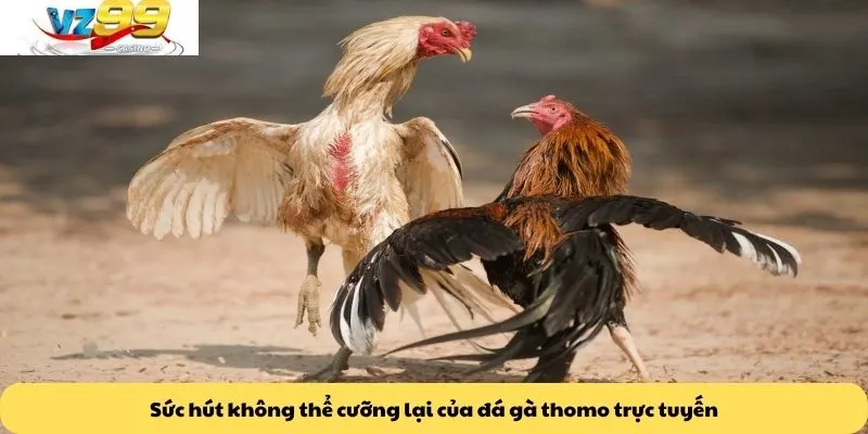 Sức hút không thể cưỡng lại của đá gà thomo trực tuyến