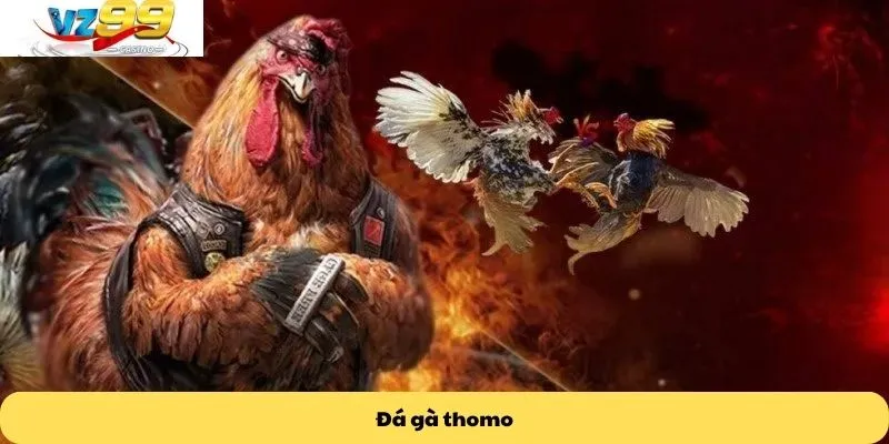 Đá gà thomo