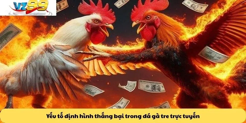 Đá gà tre 3 Yếu tố định hình thắng bại trong đá gà tre trực tuyến