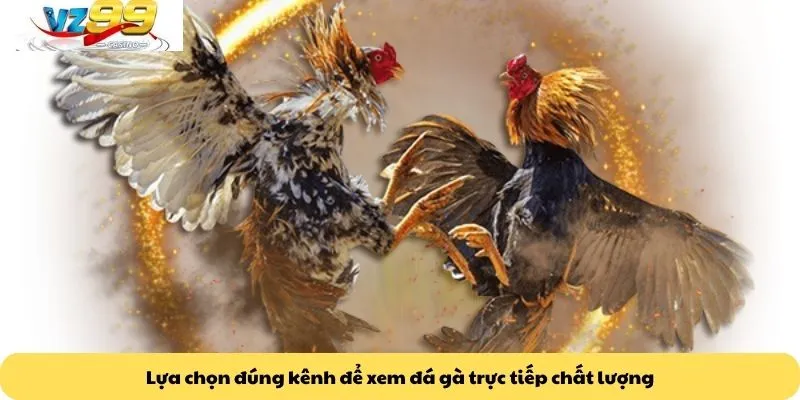 Đá gà trực tiếp 4 Lựa chọn đúng kênh để xem đá gà trực tiếp chất lượng