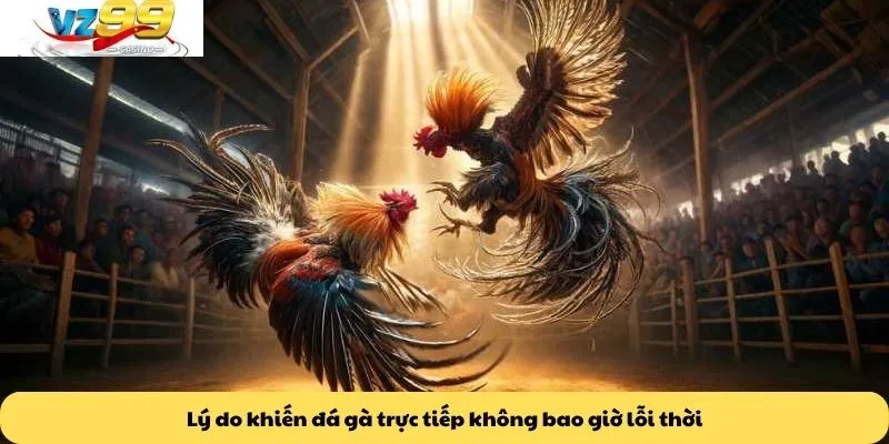 Đá gà trực tiếp 3 Lý do khiến đá gà trực tiếp không bao giờ lỗi thời