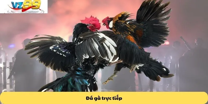Đá gà trực tiếp
