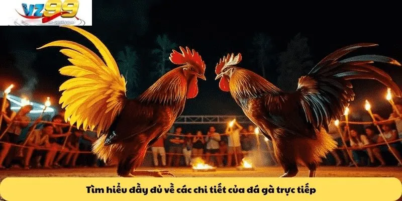 Đá gà trực tiếp 2 Tìm hiểu đầy đủ về các chi tiết của đá gà trực tiếp